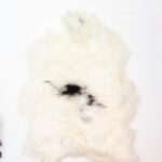 Koelap IJslandse Schapenvacht - Wit Egaal - 110 x 75 cm