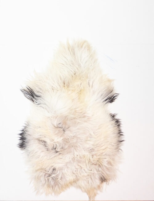 KL_1006600.jpg Koelap IJslandse Schapenvacht - Wit Egaal - 125 x 85 cm